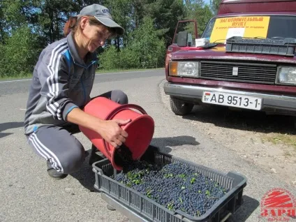 Скільки можна заробити на зборі чорниці новини - зоря - інформаційний портал Брестської області (зборі) Скільки можна заробити на зборі чорниці новини - зоря - інформаційний портал Брестської області