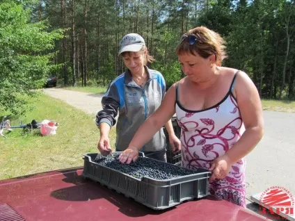 Скільки можна заробити на зборі чорниці новини - зоря - інформаційний портал Брестської області (новини бреста) Скільки можна заробити на зборі чорниці новини - зоря - інформаційний портал Брестської області