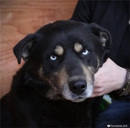 собачий креатив