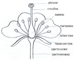 Будова квітки (реферат)