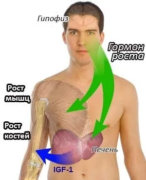 Статті про пептидах і гормон росту - харчування для підвищення гормону росту (вуглеводи) Статті про пептидах і гормон росту - харчування для підвищення гормону росту