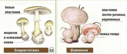 Подібність блідої поганки і печериці, ніж печериця відрізняється від блідої поганки (поганки) Подібність блідої поганки і печериці, ніж печериця відрізняється від блідої поганки