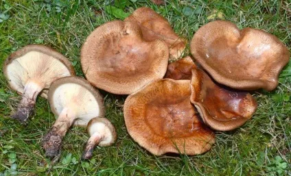 Свинушка (гриб) - опис, види, отруйний або їстівний, фото (гриб) Свинушка (гриб) - опис, види, отруйний або їстівний, фото