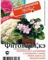 Попелиця на вишні як боротися, ніж обробити вишню від попелиці (боротьба з чорної вишневої попелиць) Попелиця на вишні як боротися, ніж обробити вишню від попелиці
