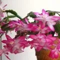 традесканція зебрина