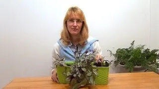 Традесканція зебрина (смугаста) догляд в домашніх умовах, фото (домашніх) Традесканція зебрина (смугаста) догляд в домашніх умовах, фото