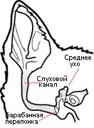 Вушні інфекції, отит у кішок