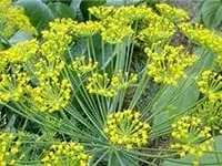 Кропове масло, лікування (укропное) Кропове масло, лікування