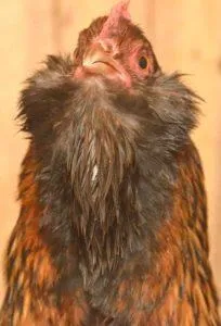 Вушанка лохмоногая (ushanka chickens) - картка в каталозі (ushanka) Вушанка лохмоногая (ushanka chickens) - картка в каталозі