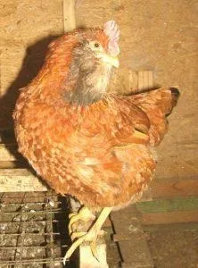 Вушанка лохмоногая (ushanka chickens) - картка в каталозі (chickens) Вушанка лохмоногая (ushanka chickens) - картка в каталозі