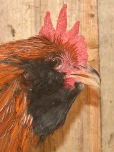 Вушанка лохмоногая (ushanka chickens) - картка в каталозі (chickens) Вушанка лохмоногая (ushanka chickens) - картка в каталозі