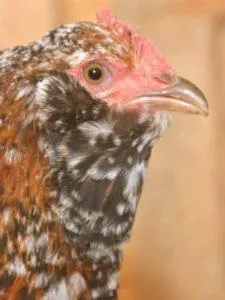 Вушанка лохмоногая (ushanka chickens) - картка в каталозі (ushanka) Вушанка лохмоногая (ushanka chickens) - картка в каталозі