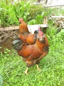 Вушанка лохмоногая (ushanka chickens) - картка в каталозі (chickens) Вушанка лохмоногая (ushanka chickens) - картка в каталозі