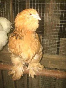 Вушанка лохмоногая (ushanka chickens) - картка в каталозі (chickens) Вушанка лохмоногая (ushanka chickens) - картка в каталозі
