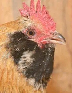 Вушанка лохмоногая (ushanka chickens) - картка в каталозі (ushanka) Вушанка лохмоногая (ushanka chickens) - картка в каталозі