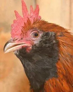 Вушанка лохмоногая (ushanka chickens) - картка в каталозі (chickens) Вушанка лохмоногая (ushanka chickens) - картка в каталозі