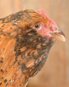 Вушанка лохмоногая (ushanka chickens) - картка в каталозі (вушанка) Вушанка лохмоногая (ushanka chickens) - картка в каталозі