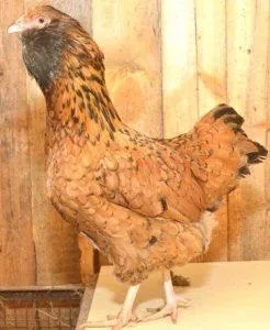 Вушанка лохмоногая (ushanka chickens) - картка в каталозі (chickens) Вушанка лохмоногая (ushanka chickens) - картка в каталозі