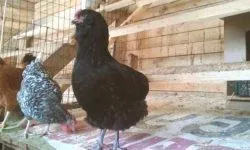 Вушанка лохмоногая (ushanka chickens) - картка в каталозі (chickens) Вушанка лохмоногая (ushanka chickens) - картка в каталозі
