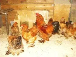 Вушанка лохмоногая (ushanka chickens) - картка в каталозі (chickens) Вушанка лохмоногая (ushanka chickens) - картка в каталозі