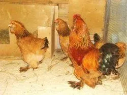 Вушанка лохмоногая (ushanka chickens) - картка в каталозі (chickens) Вушанка лохмоногая (ushanka chickens) - картка в каталозі