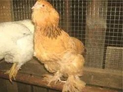 Вушанка лохмоногая (ushanka chickens) - картка в каталозі (chickens) Вушанка лохмоногая (ushanka chickens) - картка в каталозі
