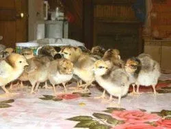 Вушанка лохмоногая (ushanka chickens) - картка в каталозі (ushanka) Вушанка лохмоногая (ushanka chickens) - картка в каталозі
