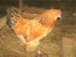 Вушанка лохмоногая (ushanka chickens) - картка в каталозі (chickens) Вушанка лохмоногая (ushanka chickens) - картка в каталозі