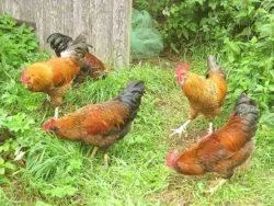 Вушанка лохмоногая (ushanka chickens) - картка в каталозі (вушанка) Вушанка лохмоногая (ushanka chickens) - картка в каталозі