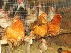 Вушанка лохмоногая (ushanka chickens) - картка в каталозі (chickens) Вушанка лохмоногая (ushanka chickens) - картка в каталозі