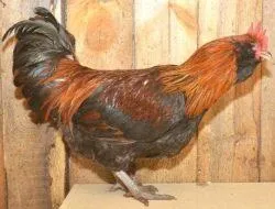 Вушанка лохмоногая (ushanka chickens) - картка в каталозі (вушанка) Вушанка лохмоногая (ushanka chickens) - картка в каталозі