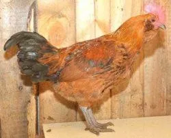 Вушанка лохмоногая (ushanka chickens) - картка в каталозі (вушанка) Вушанка лохмоногая (ushanka chickens) - картка в каталозі