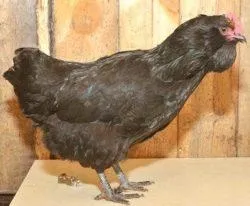 Вушанка лохмоногая (ushanka chickens) - картка в каталозі (chickens) Вушанка лохмоногая (ushanka chickens) - картка в каталозі