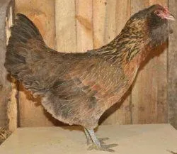 Вушанка лохмоногая (ushanka chickens) - картка в каталозі (chickens) Вушанка лохмоногая (ushanka chickens) - картка в каталозі