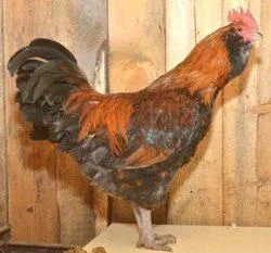 Вушанка лохмоногая (ushanka chickens) - картка в каталозі (chickens) Вушанка лохмоногая (ushanka chickens) - картка в каталозі