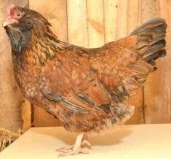 Вушанка лохмоногая (ushanka chickens) - картка в каталозі (вушанка) Вушанка лохмоногая (ushanka chickens) - картка в каталозі