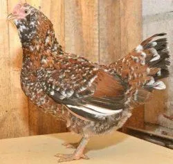 Вушанка лохмоногая (ushanka chickens) - картка в каталозі (вушанка) Вушанка лохмоногая (ushanka chickens) - картка в каталозі