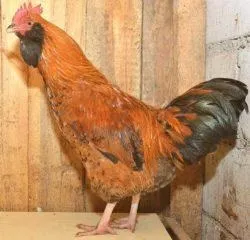 Вушанка лохмоногая (ushanka chickens) - картка в каталозі (chickens) Вушанка лохмоногая (ushanka chickens) - картка в каталозі