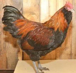 Вушанка лохмоногая (ushanka chickens) - картка в каталозі (вушанка) Вушанка лохмоногая (ushanka chickens) - картка в каталозі