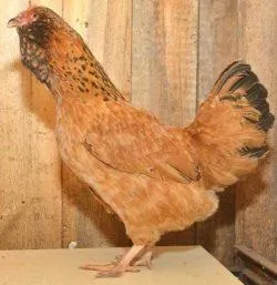 Вушанка лохмоногая (ushanka chickens) - картка в каталозі (ushanka) Вушанка лохмоногая (ushanka chickens) - картка в каталозі