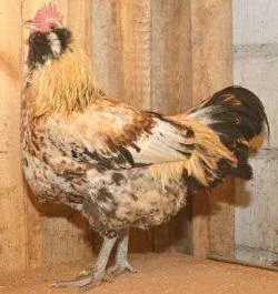 Вушанка лохмоногая (ushanka chickens) - картка в каталозі (вушанка) Вушанка лохмоногая (ushanka chickens) - картка в каталозі