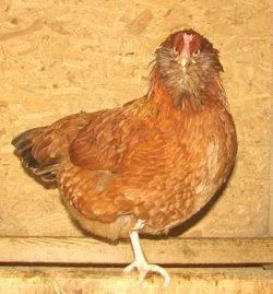 Вушанка лохмоногая (ushanka chickens) - картка в каталозі (вушанка) Вушанка лохмоногая (ushanka chickens) - картка в каталозі