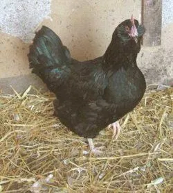 Вушанка лохмоногая (ushanka chickens) - картка в каталозі (ushanka) Вушанка лохмоногая (ushanka chickens) - картка в каталозі
