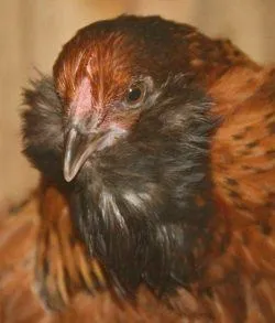 Вушанка лохмоногая (ushanka chickens) - картка в каталозі (ushanka) Вушанка лохмоногая (ushanka chickens) - картка в каталозі