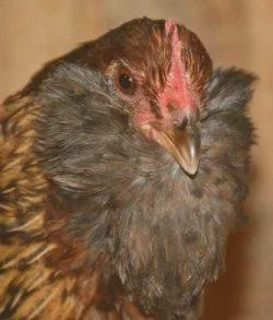 Вушанка лохмоногая (ushanka chickens) - картка в каталозі (вушанка) Вушанка лохмоногая (ushanka chickens) - картка в каталозі