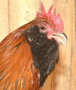 Вушанка лохмоногая (ushanka chickens) - картка в каталозі (chickens) Вушанка лохмоногая (ushanka chickens) - картка в каталозі