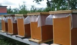 Вулики з пінополістиролу своїми руками креслення, фото, виготовлення (пінополістиролу) Вулики з пінополістиролу своїми руками креслення, фото, виготовлення