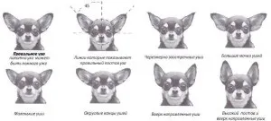 Вуха чихуахуа, decordog