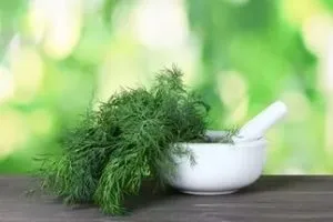 Кропове масло і його користь, азбука здоров'я (кріп) Кропове масло і його користь, азбука здоров'я