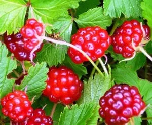 Успішне вирощування кущів княженіка (поляникі, арктичної малини) (розпушування прополка грунту) Успішне вирощування кущів княженіка (поляникі, арктичної малини)